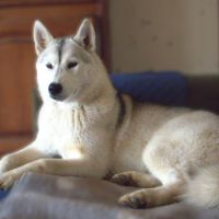 Dernière jeune femelle husky lof