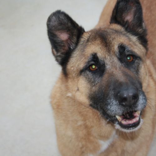 Adoption berger allemand sénior💙