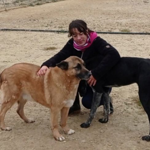 Adoption berger allemand sénior💙 #3