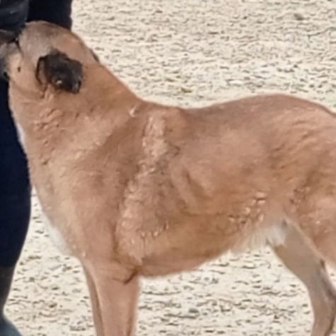 Adoption berger allemand sénior💙 #5