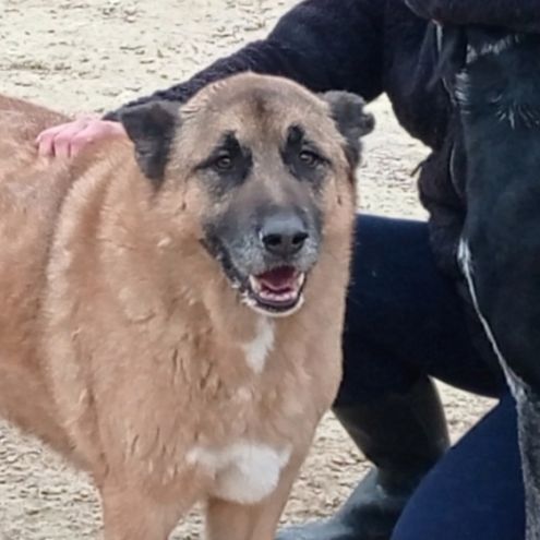 Adoption berger allemand sénior💙 #6