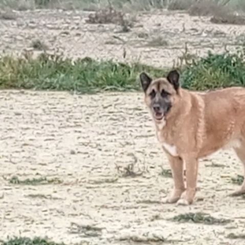 Adoption berger allemand sénior💙 #8