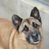 Adoption berger allemand sénior💙 #2