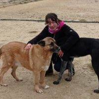 Adoption berger allemand sénior💙 #3