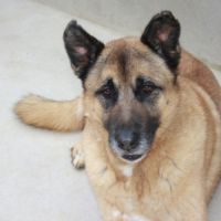 Adoption berger allemand sénior💙 #4