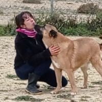 Adoption berger allemand sénior💙 #7