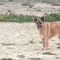 Adoption berger allemand sénior💙 #8