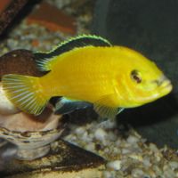 Labichromis caerulus ( lions côve )