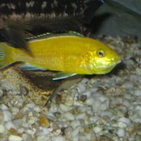 Labichromis caerulus ( lions côve ) #2