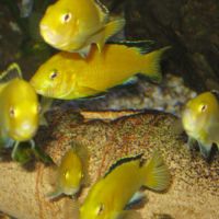 Labichromis caerulus ( lions côve ) #3