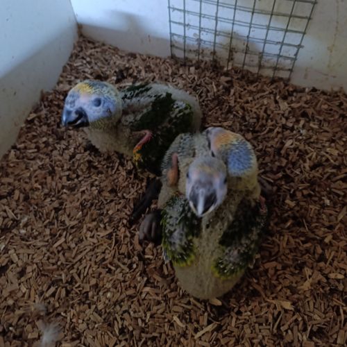 Amazone à front bleu #3