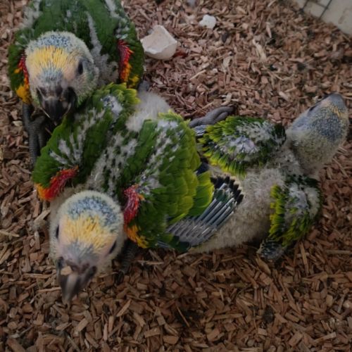 Amazone à front bleu #4