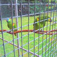 Amazone à front bleu #1