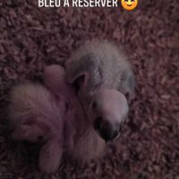 Amazone à front bleu #2