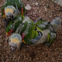 Amazone à front bleu #4