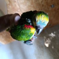 Amazone à front bleu