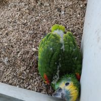 Amazone à front bleu #6