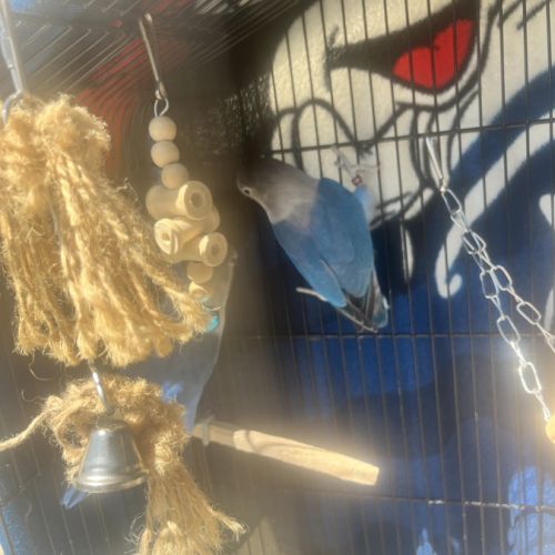 Vend couples inséparables #1