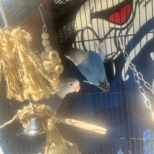 Vend couples inséparables #2