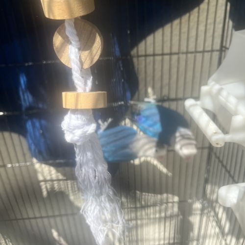 Vend couples inséparables #4