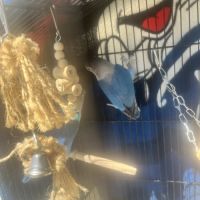 Vend couples inséparables #1