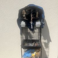 Vend couples inséparables #3