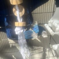 Vend couples inséparables #4