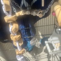 Vend couples inséparables #0