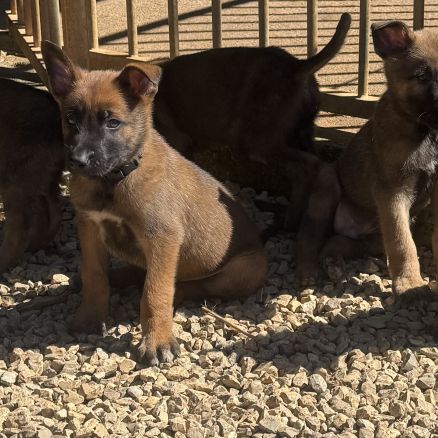 A réserver chiots malinois lof #1