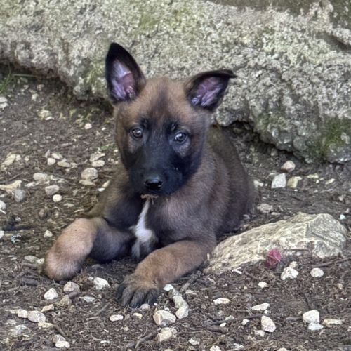 A réserver chiots malinois lof #4