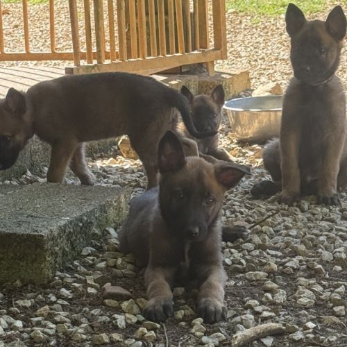 A réserver chiots malinois lof #5