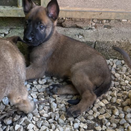 A réserver chiots malinois lof #6