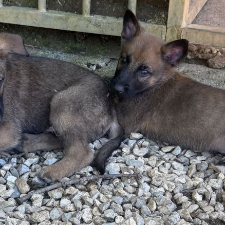 A réserver chiots malinois lof #7