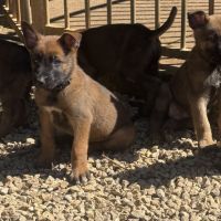 A réserver chiots malinois lof #1