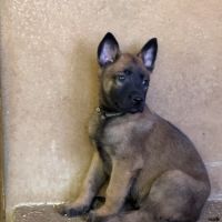 A réserver chiots malinois lof