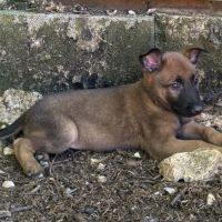 A réserver chiots malinois lof #3