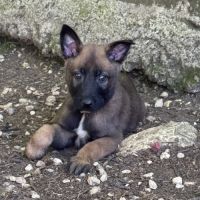 A réserver chiots malinois lof #4