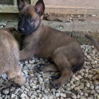 A réserver chiots malinois lof #6
