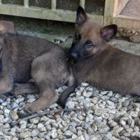 A réserver chiots malinois lof #7