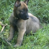 A réserver chiots malinois lof #8