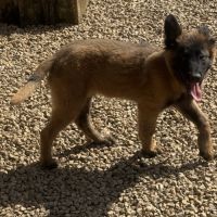 A vendre chiot tervueren lof lignee travail