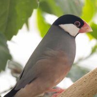 Paddas de java type sauvage mal.