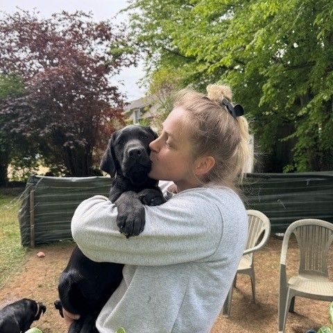 Magnifiques chiots labradors noirs #1