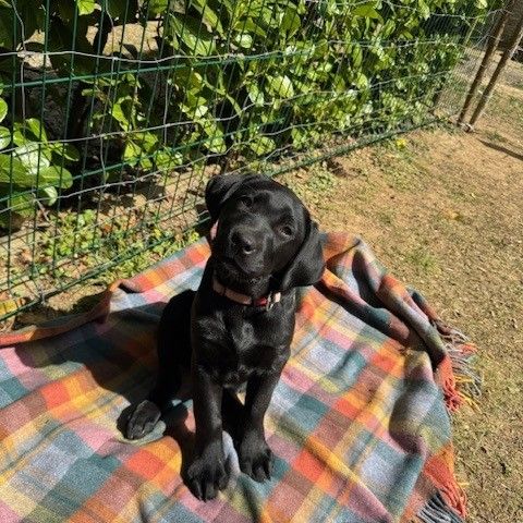 Magnifiques chiots labradors noirs #3