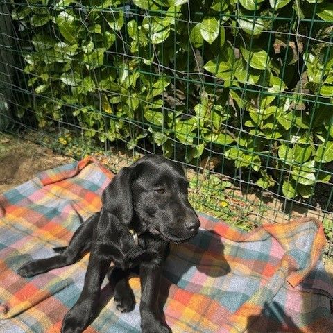 Magnifiques chiots labradors noirs #4