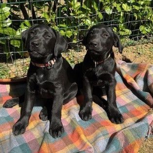 Magnifiques chiots labradors noirs #5