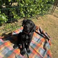 Magnifiques chiots labradors noirs #3