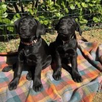 Magnifiques chiots labradors noirs #5