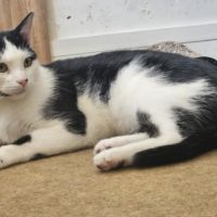 Vareko chat adulte mâle