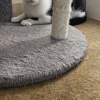 Vareko chat adulte mâle #2